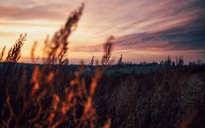 Preview wallpaper field, grass, dusk, nature, evening