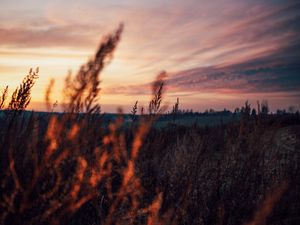 Preview wallpaper field, grass, dusk, nature, evening