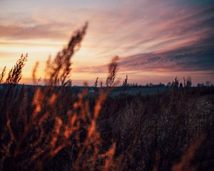 Preview wallpaper field, grass, dusk, nature, evening