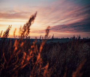 Preview wallpaper field, grass, dusk, nature, evening