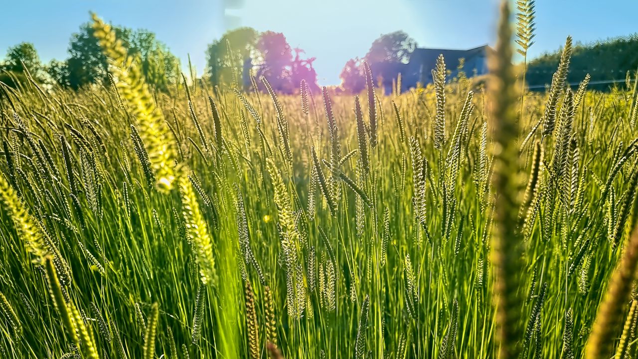 Wallpaper field, grass, ears, light