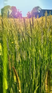 Preview wallpaper field, grass, ears, light