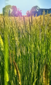 Preview wallpaper field, grass, ears, light