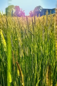 Preview wallpaper field, grass, ears, light