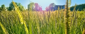 Preview wallpaper field, grass, ears, light