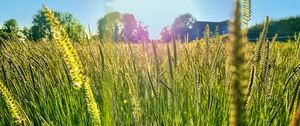 Preview wallpaper field, grass, ears, light