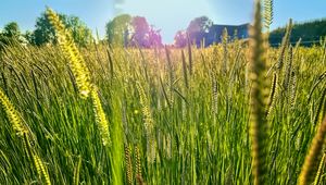 Preview wallpaper field, grass, ears, light