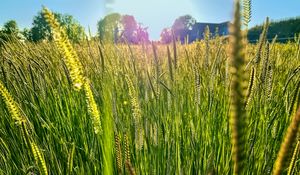 Preview wallpaper field, grass, ears, light