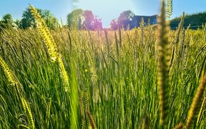 Preview wallpaper field, grass, ears, light