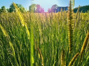 Preview wallpaper field, grass, ears, light