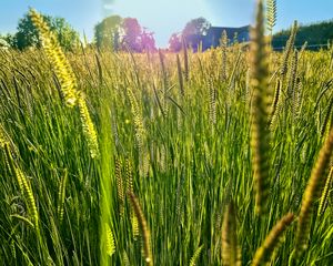 Preview wallpaper field, grass, ears, light