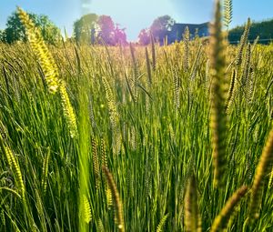 Preview wallpaper field, grass, ears, light