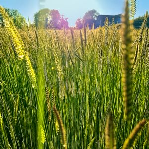 Preview wallpaper field, grass, ears, light