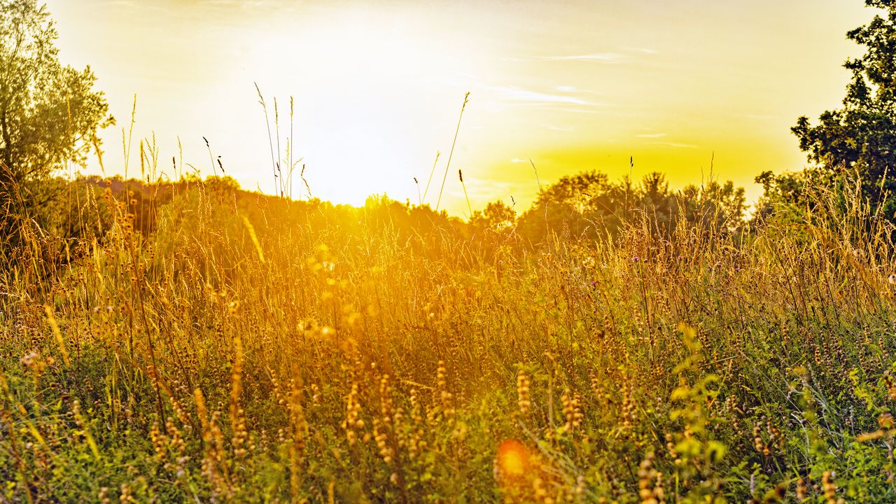 Wallpaper field, grass, flowers, plants, nature, rays, summer hd ...