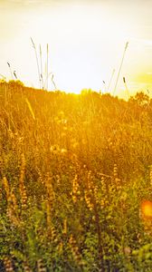 Preview wallpaper field, grass, flowers, plants, nature, rays, summer