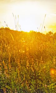 Preview wallpaper field, grass, flowers, plants, nature, rays, summer