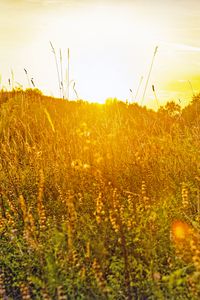 Preview wallpaper field, grass, flowers, plants, nature, rays, summer