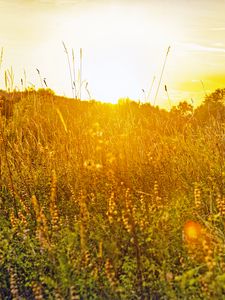 Preview wallpaper field, grass, flowers, plants, nature, rays, summer