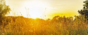 Preview wallpaper field, grass, flowers, plants, nature, rays, summer