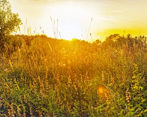 Preview wallpaper field, grass, flowers, plants, nature, rays, summer