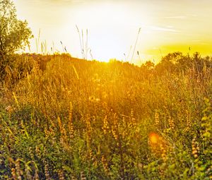 Preview wallpaper field, grass, flowers, plants, nature, rays, summer