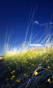 Preview wallpaper field, grass, flowers, summer, landscape