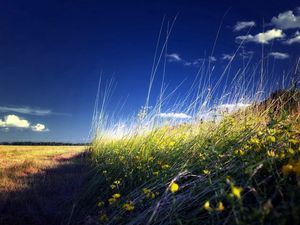 Preview wallpaper field, grass, flowers, summer, landscape