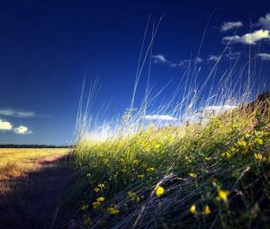 Preview wallpaper field, grass, flowers, summer, landscape