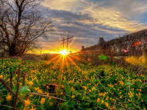 Preview wallpaper field, grass, flowers, sunset