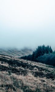 Preview wallpaper field, grass, fog, overcast