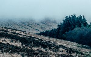 Preview wallpaper field, grass, fog, overcast