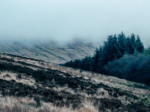 Preview wallpaper field, grass, fog, overcast