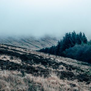 Preview wallpaper field, grass, fog, overcast