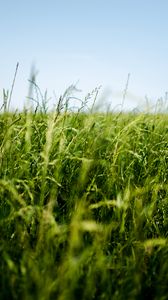Preview wallpaper field, grass, green, ear