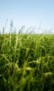 Preview wallpaper field, grass, green, ear