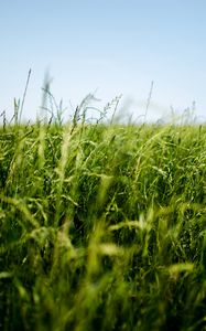Preview wallpaper field, grass, green, ear