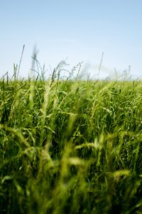 Preview wallpaper field, grass, green, ear