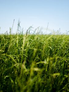 Preview wallpaper field, grass, green, ear