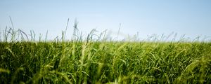 Preview wallpaper field, grass, green, ear
