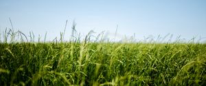 Preview wallpaper field, grass, green, ear