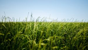 Preview wallpaper field, grass, green, ear