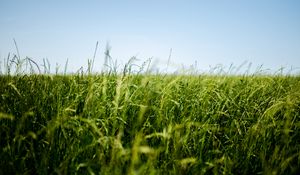 Preview wallpaper field, grass, green, ear