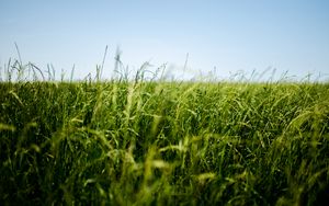 Preview wallpaper field, grass, green, ear
