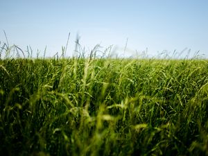 Preview wallpaper field, grass, green, ear