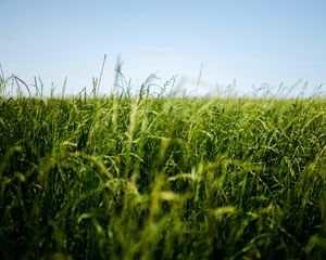 Preview wallpaper field, grass, green, ear