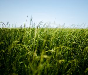 Preview wallpaper field, grass, green, ear