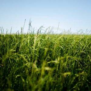 Preview wallpaper field, grass, green, ear