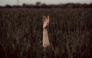 Preview wallpaper field, grass, hand