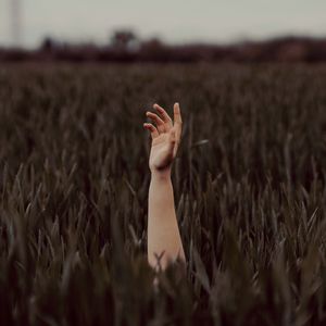 Preview wallpaper field, grass, hand