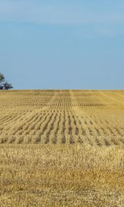 Preview wallpaper field, grass, horizon, landscape